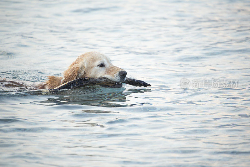 一只金毛猎犬从海里带回了一块木头