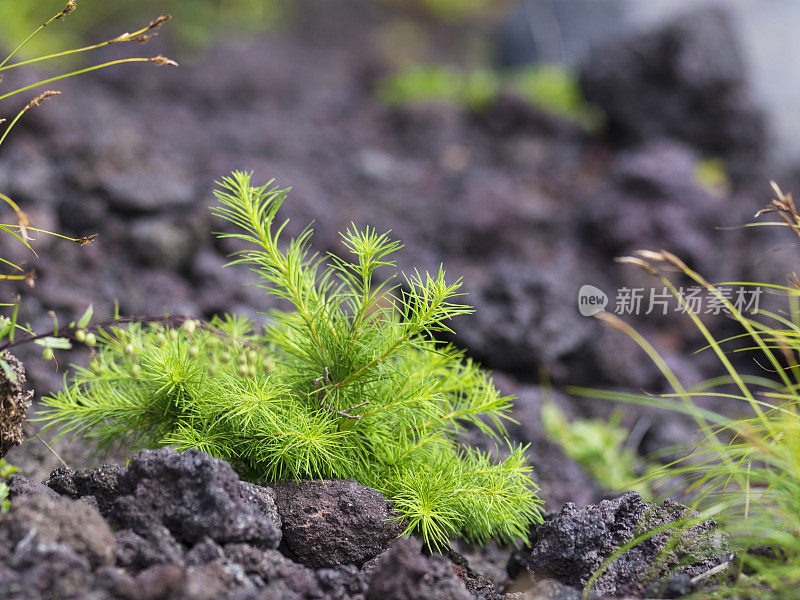 生长在海拔2600米的富士山上的植物