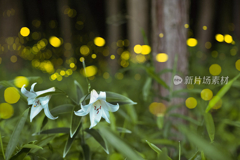 萤火虫在夜间在森林里的白花周围飞舞