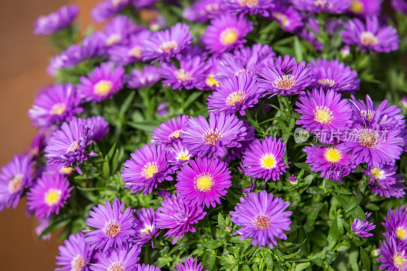 特写紫菀花在秋天