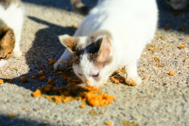 食猫科