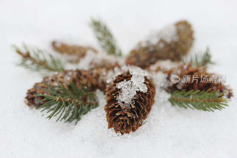 冷杉树的球果和针叶在雪中