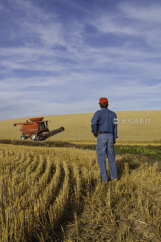 华盛顿斯波坎，种植小麦的农民在视察收割小麦(P)