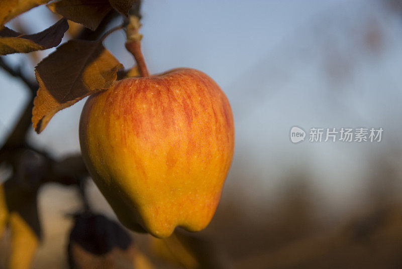 每天吃苹果，医生远离我