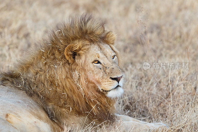坦桑尼亚恩戈罗戈罗的雄狮正在休息