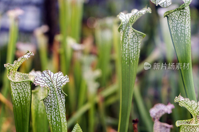 湿植物叶子特写镜头