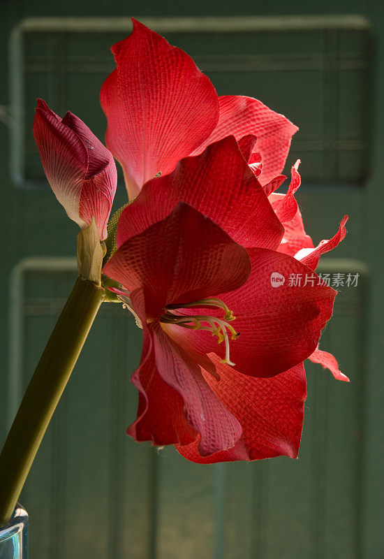 红花，自然，背光，室内植物，花瓶