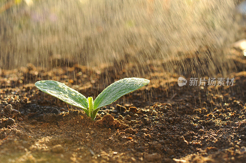 夏雨