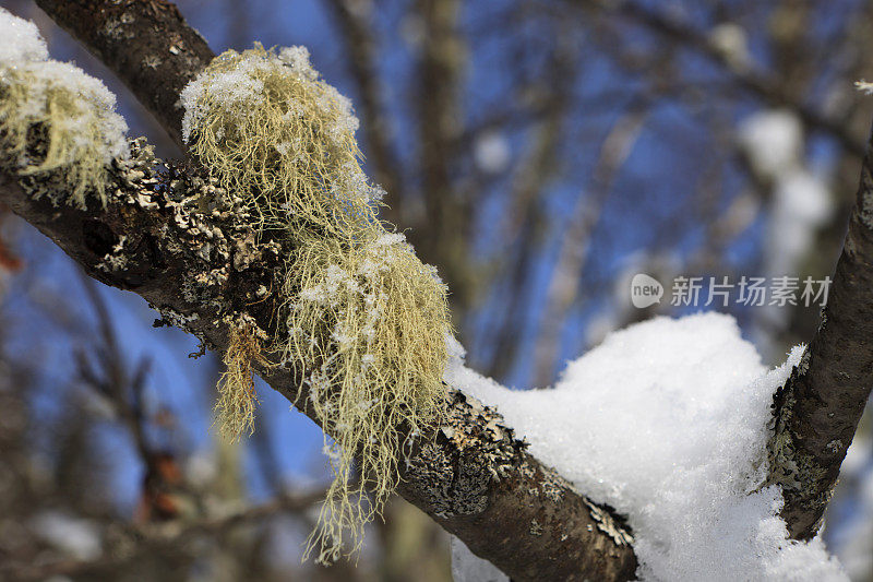 冬天树枝上的雪和地衣