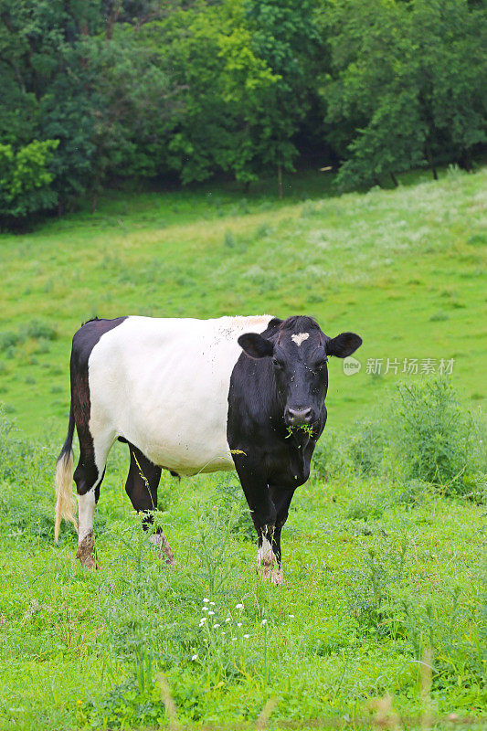 绿色田野里的带腰带的Galloway牛