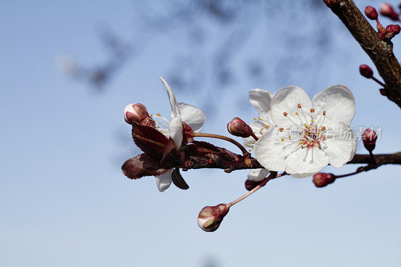 春阳初绽花蕾，梅花绽放