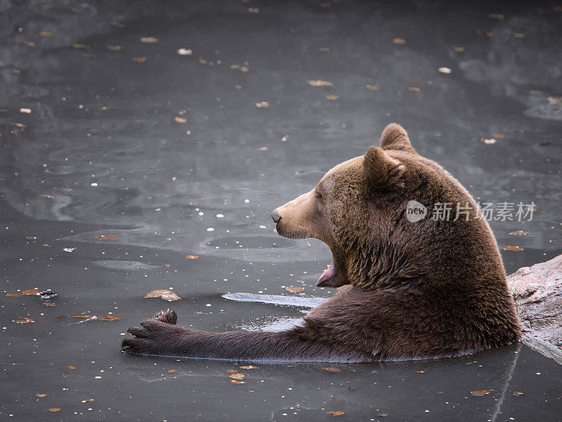 棕熊喜欢喝水