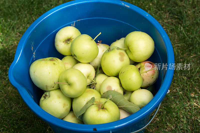 草原自家种植的苹果特写-在桶里