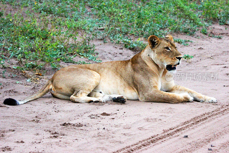 博茨瓦纳:丘比国家公园的狮子