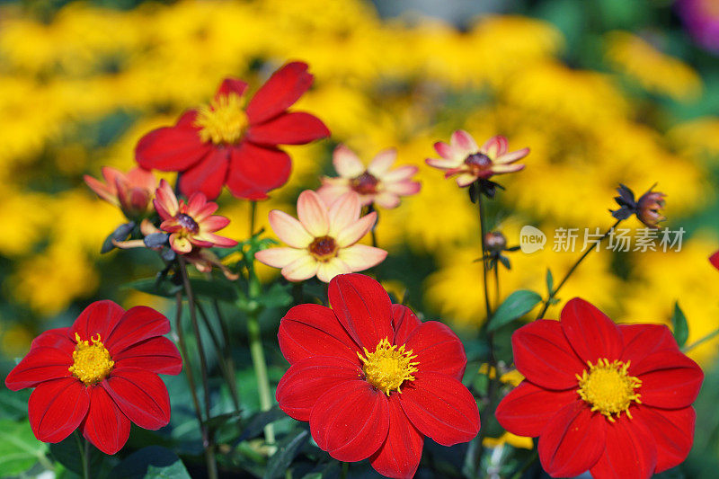 迷你大丽花和紫锥菊