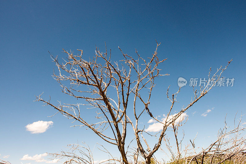 枯树下一场大火后的天空