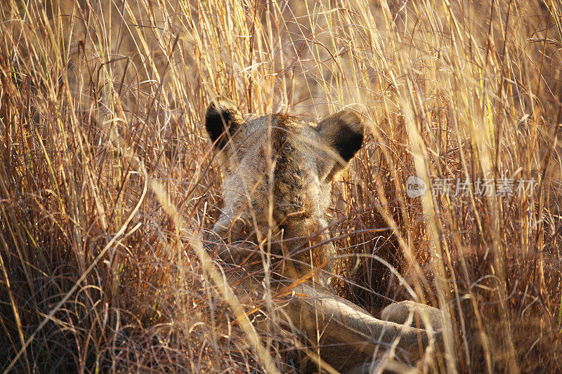 南非:克鲁格国家公园草地上的狮子
