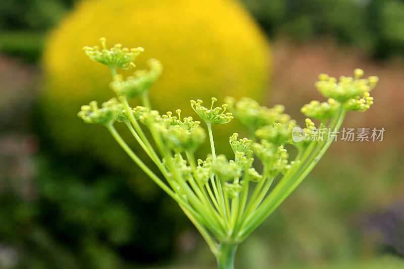 茴香种子的图像，茴香种子头在药草园