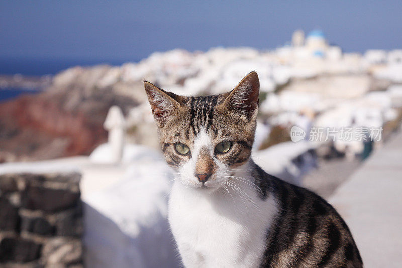 希腊圣托里尼岛的流浪猫