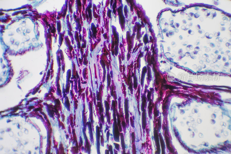 显微镜下的松果-雌性