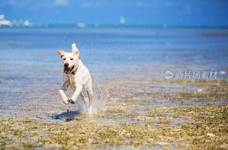 海滩上的黄色拉布拉多犬