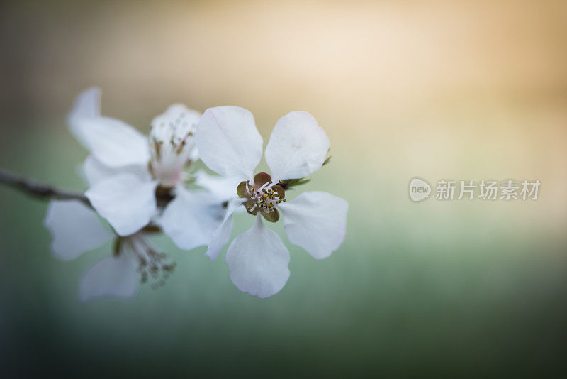 樱花樱花