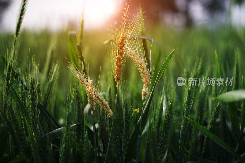 成熟的小麦植株为绿色的小麦植株