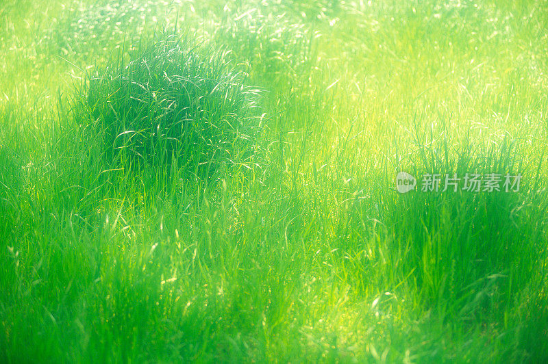 绿草的柔软焦点