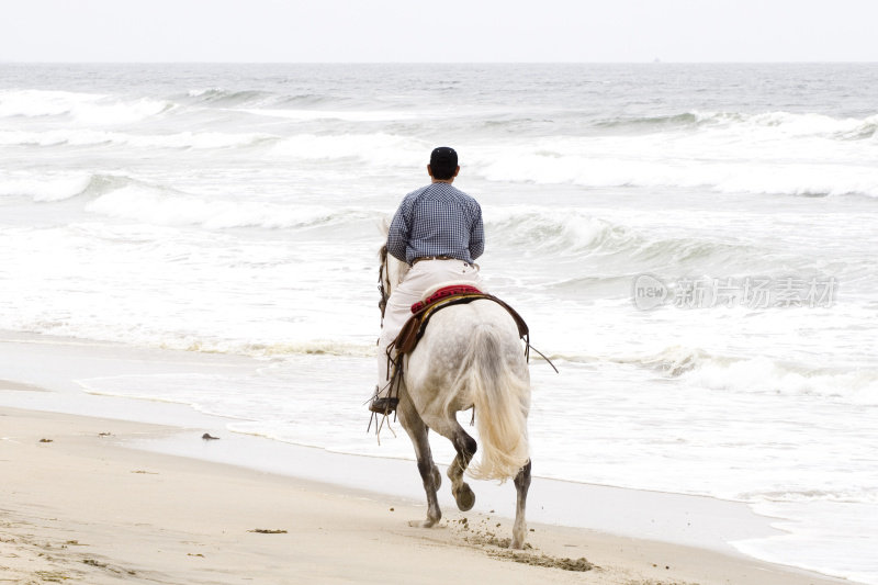 沙滩上的白马