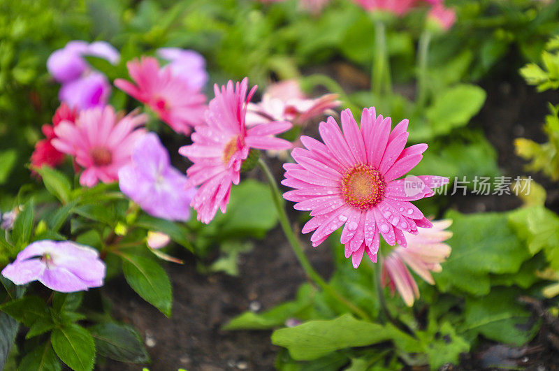 雏菊花