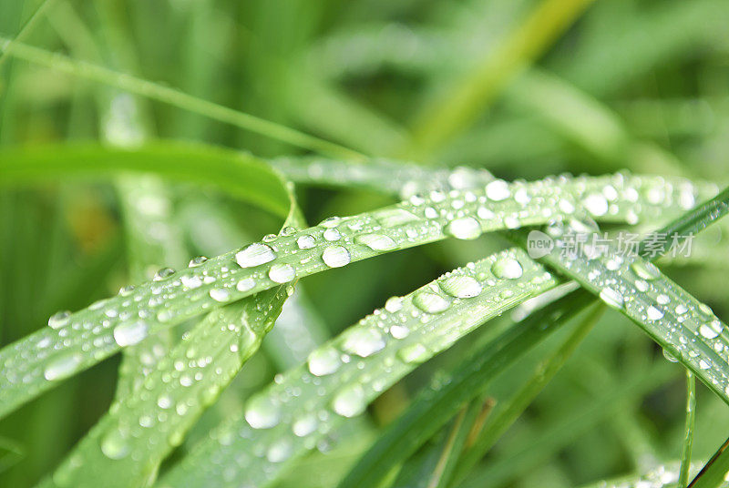 雨水落在草叶上