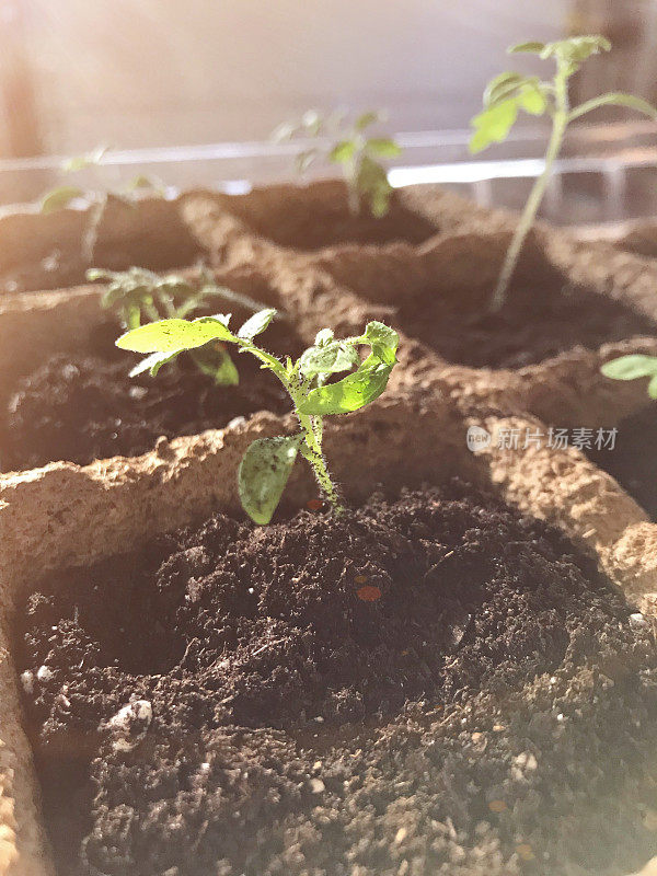 幼小的番茄幼苗在泥炭盆，准备春季种植