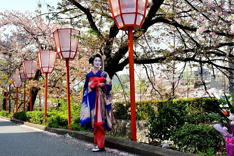 穿着美子服装的日本女人在京都欣赏樱花