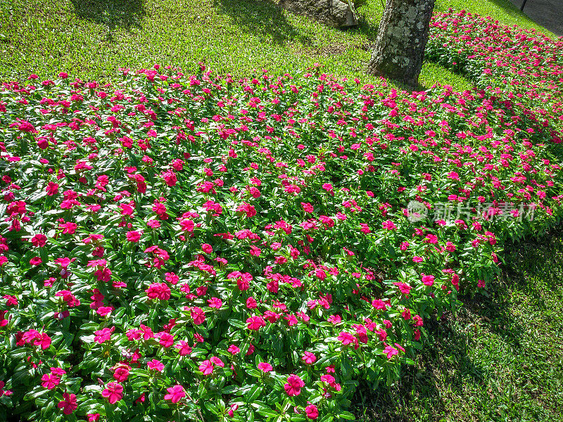 Curitiba-Paraná-Curitiba植物园