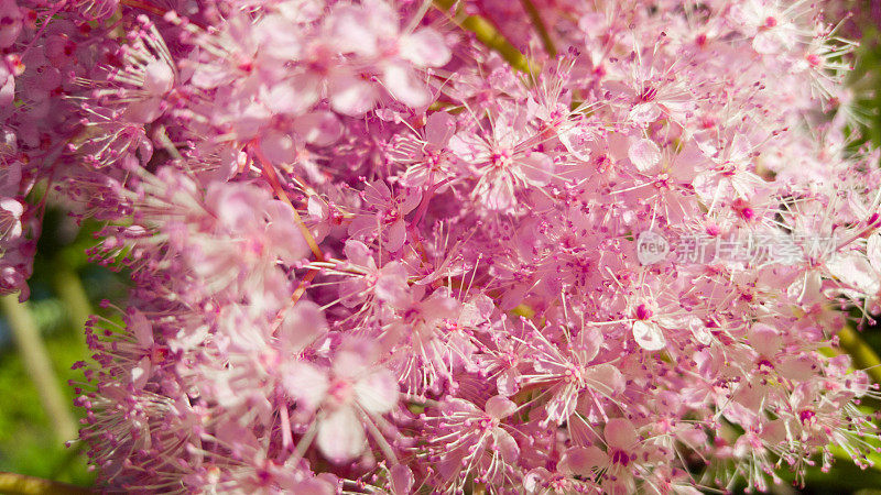微距摄影-一束粉红色微型花-绣线菊