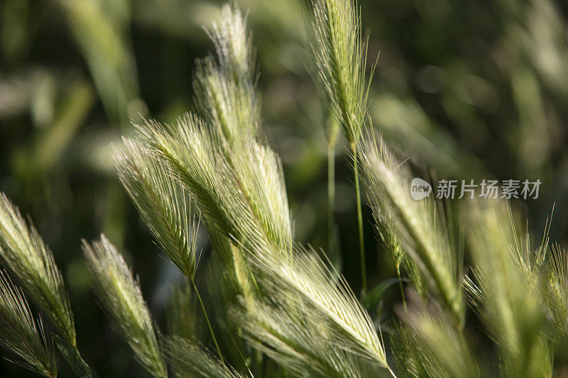 特写的披碱麦，也称为野生黑麦。