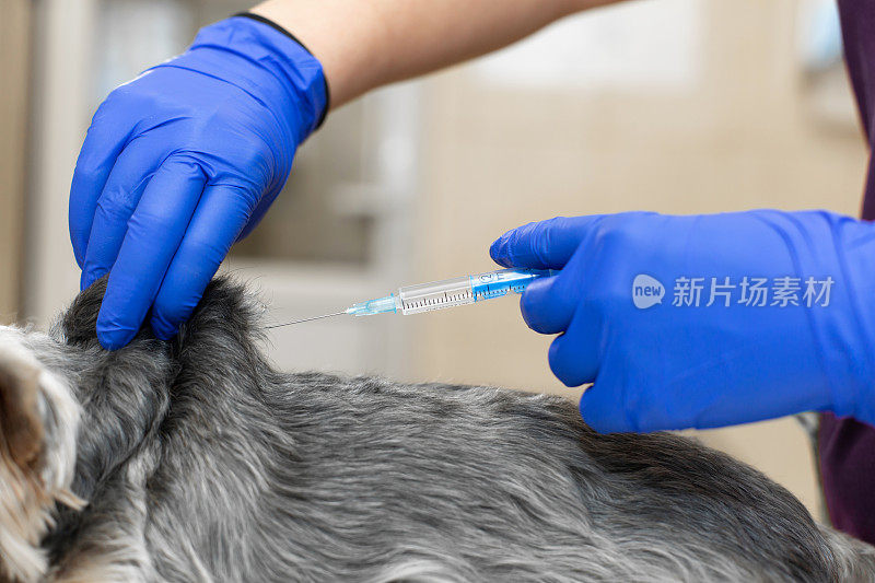 兽医在兽医诊所给小狗注射疫苗。兽医给小狗注射。模糊的兽医院背景