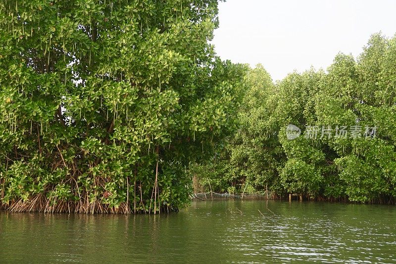 红树，盐生植物，复杂的根系，盐生境，喀拉拉邦回水，印度