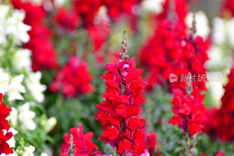 Snapdragon小老头