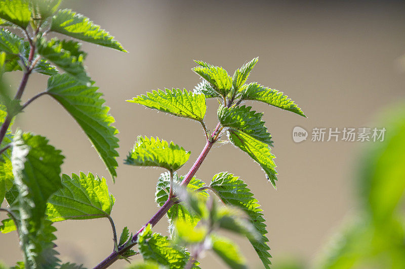 荨麻的形象在春天，新叶在阳光下