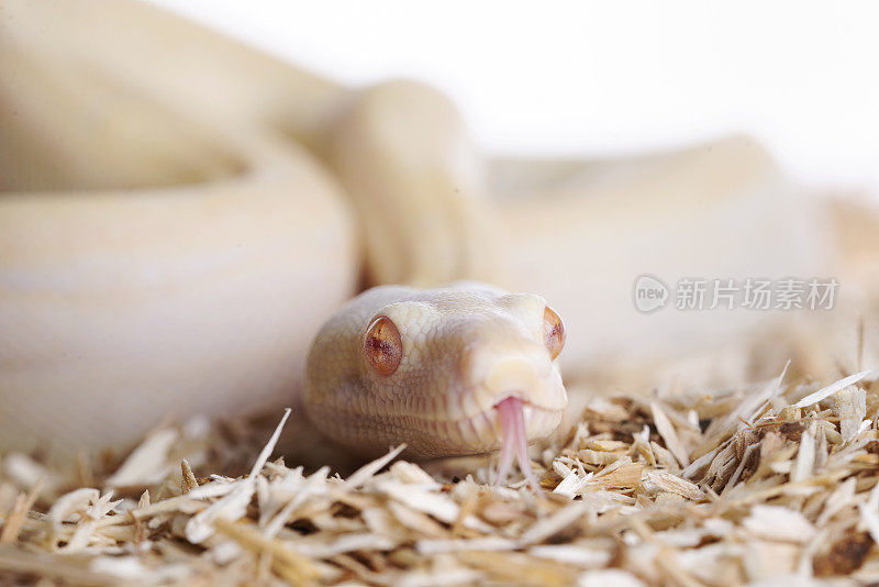 白化蟒蛇孤立的白色背景