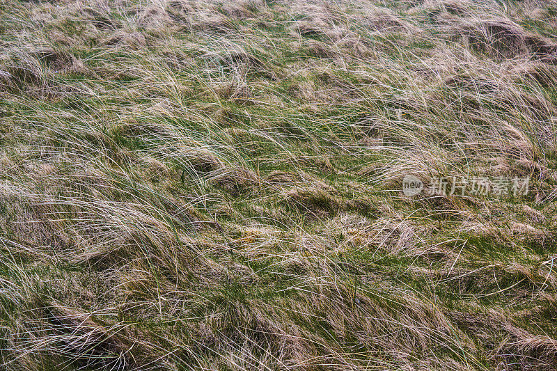 被风吹拂的滨草
