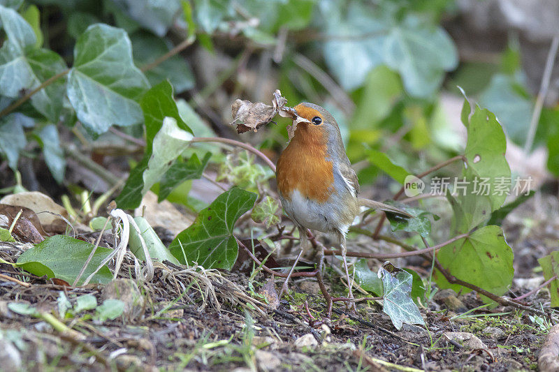 罗宾(红心rubecula)