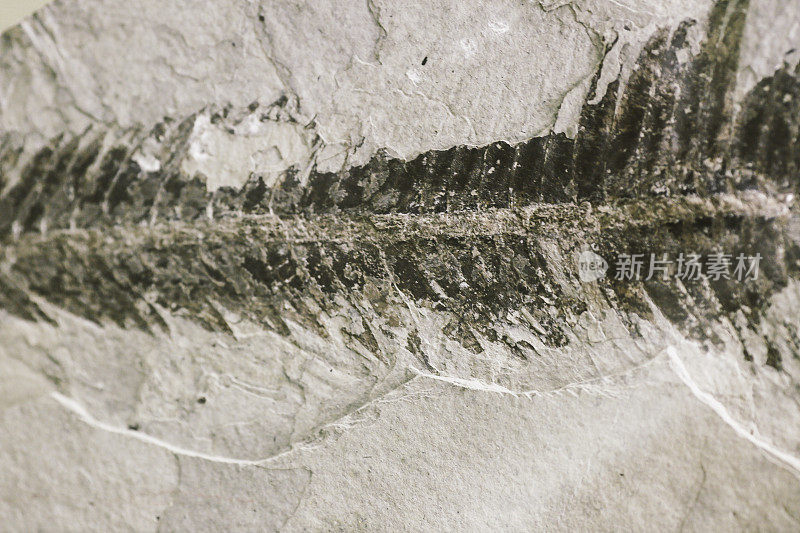化石恐龙的特写镜头