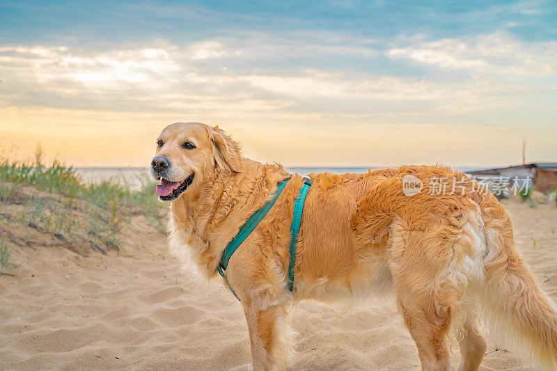 日出时，快乐的金毛猎犬站在沙滩上，背景是大海