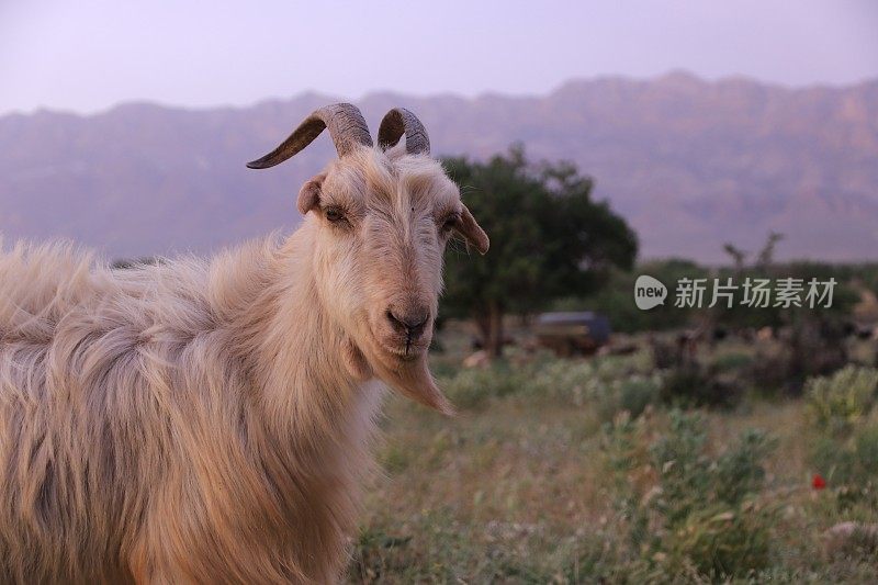 伊朗设拉子的伊朗山区牧民的山羊