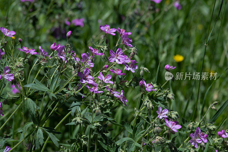 黄石公园的野花