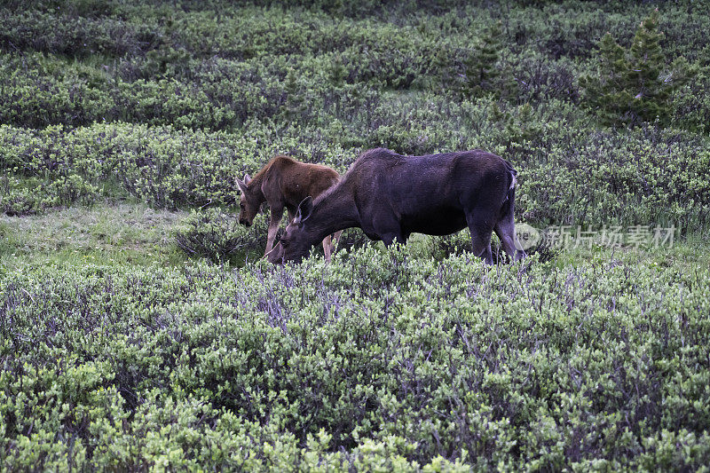 在北科罗拉多森林里吃草的驼鹿和小牛