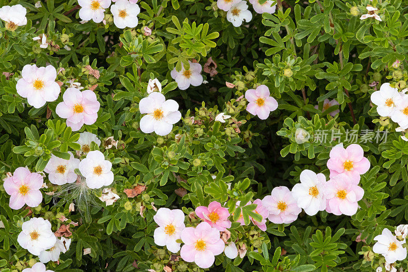 花背景与蕨麻