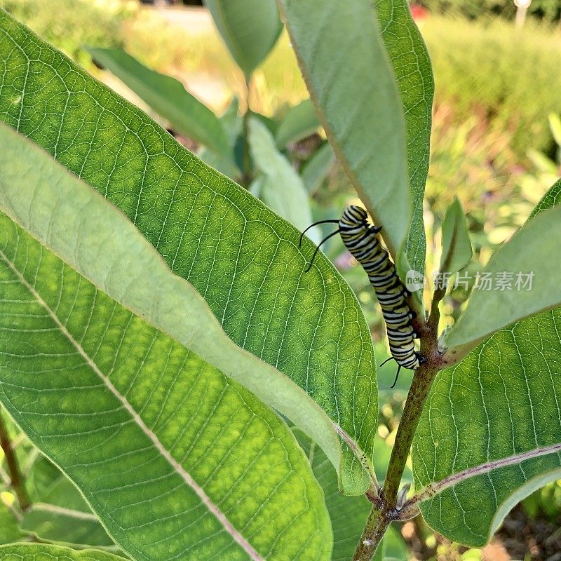 马利筋植物上的黑脉金斑蝶毛虫